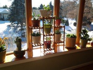 Elizabeth Scala's plants